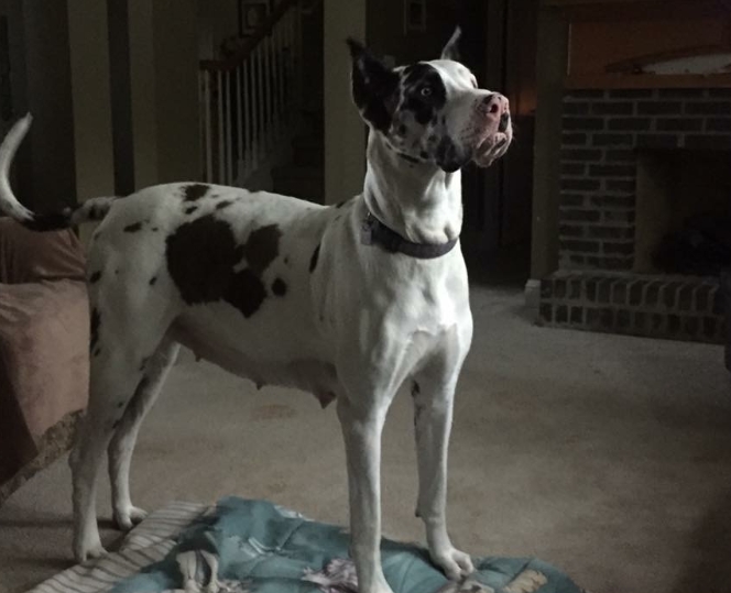 garner great danes