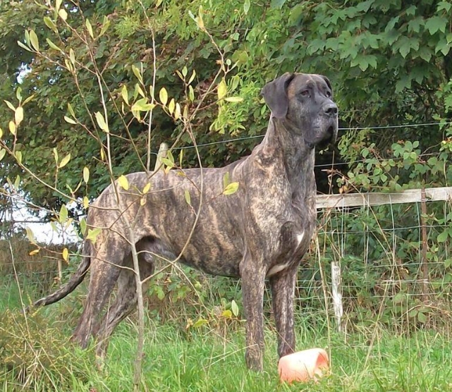 gladiator great dane