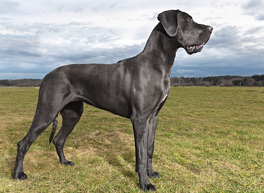 gradian dog price