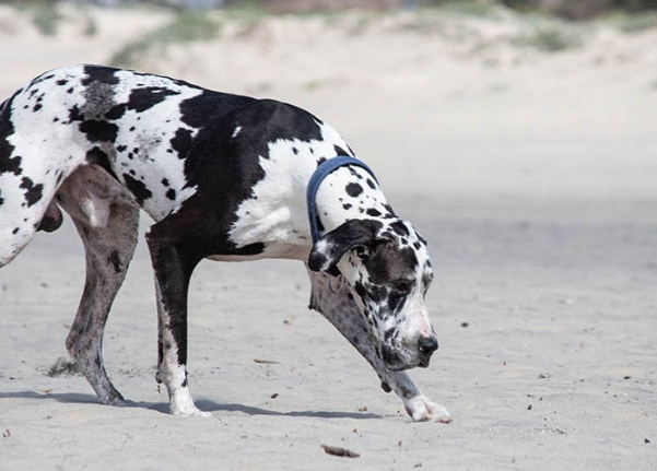 great dane and dalmatian