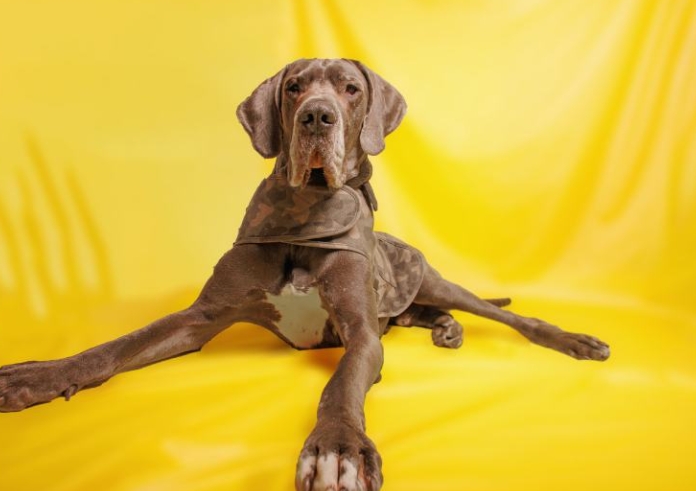 great dane black and brown