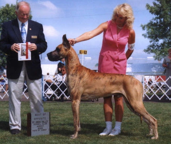 divine acres great danes