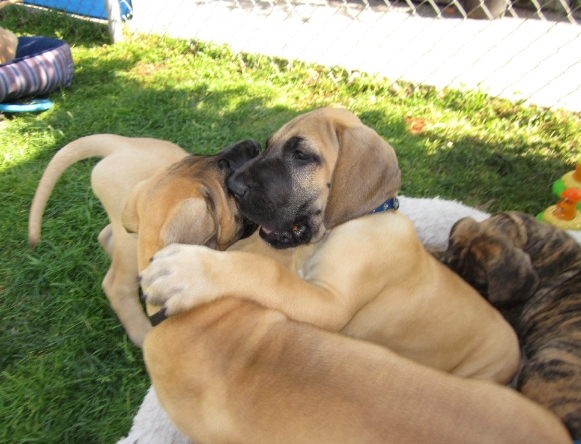 fawn great dane puppies