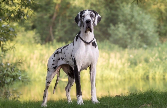 female great dane