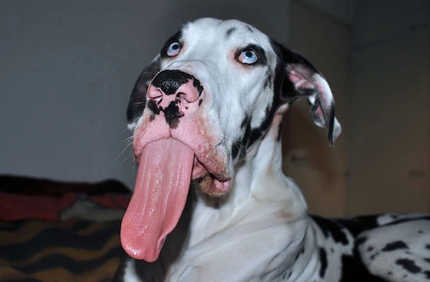funny great dane
