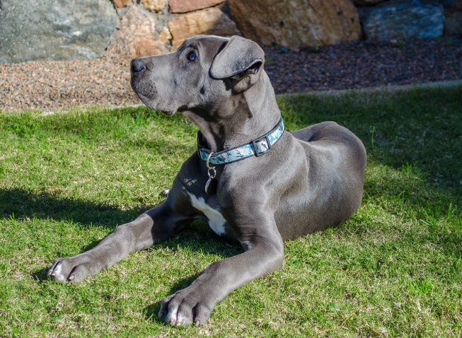 great dane 4 months old