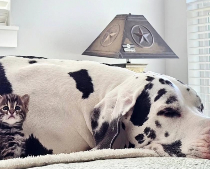 great dane and cats