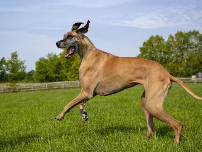 great dane biggest dog
