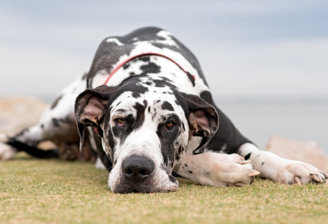 great dane first time owner