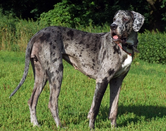 dapple great dane