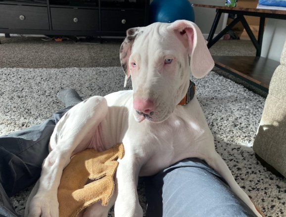 deaf great dane