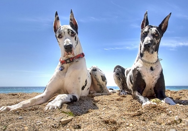 divergent great danes