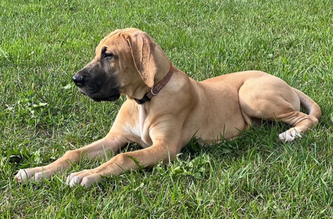 fawn great dane price