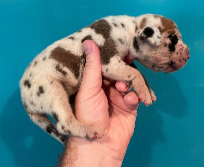 fawnequin great dane puppies