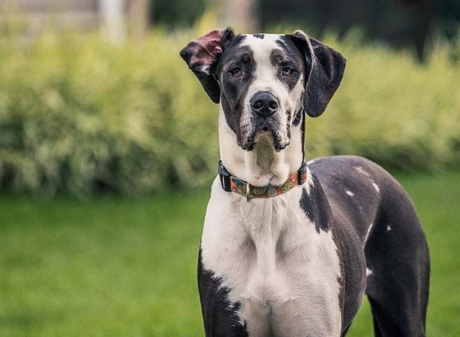 full european great dane