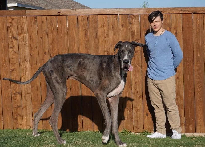 giant great dane