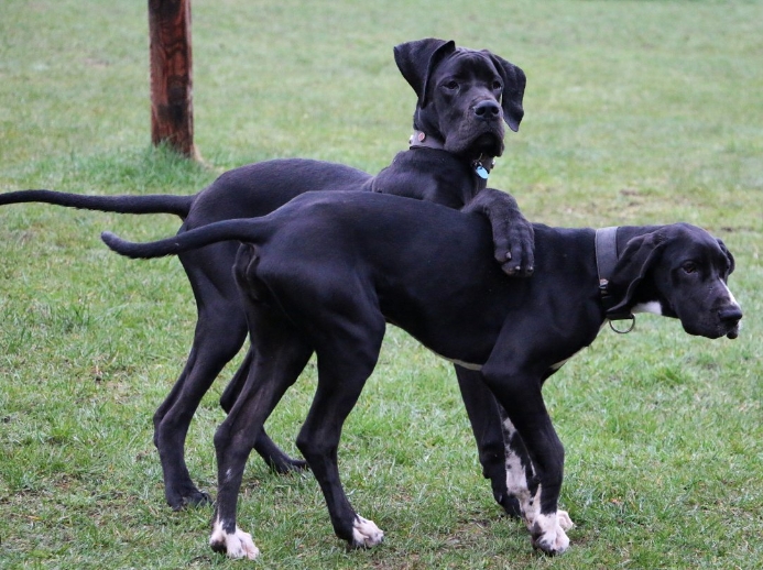 goofy great dane