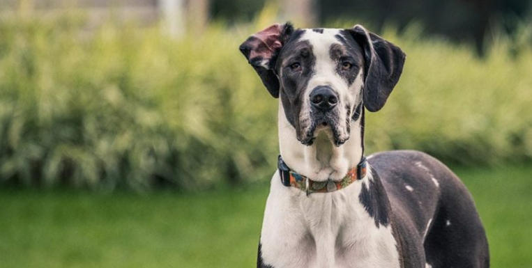 great dane lovers