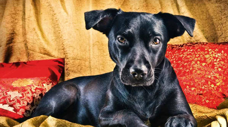 great dane lab puppies