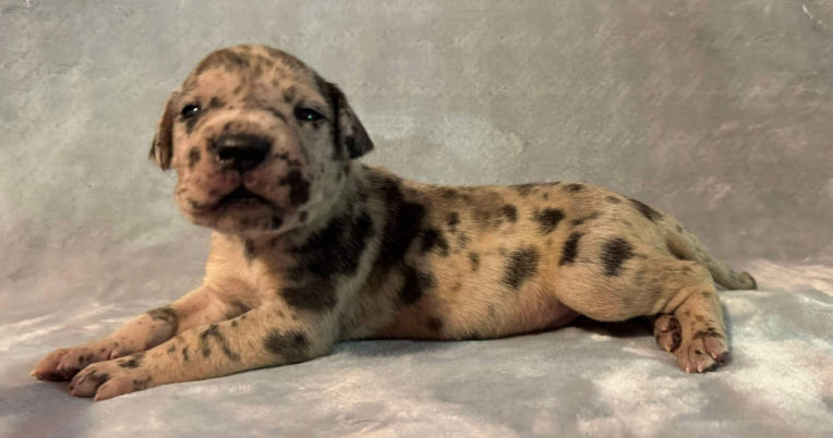 great dane merlequin