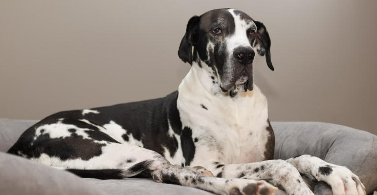 great dane merle price