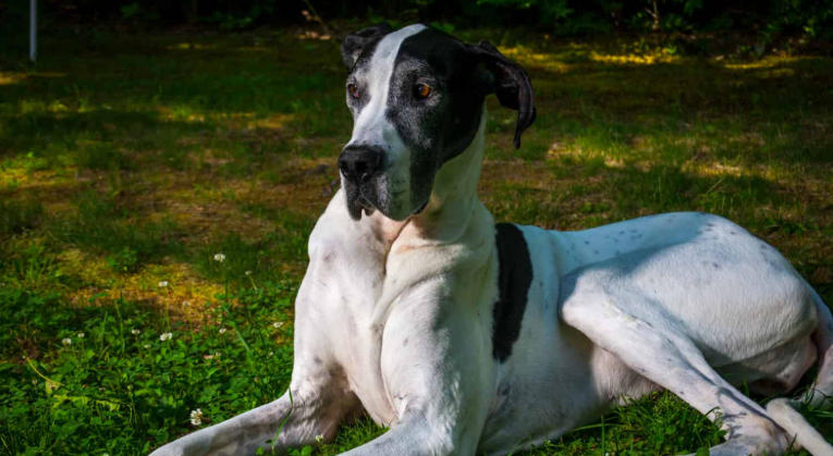great dane mantle