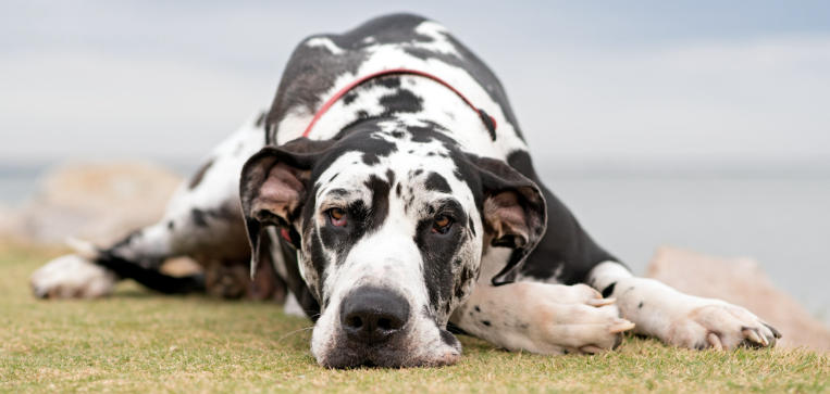 great dane life