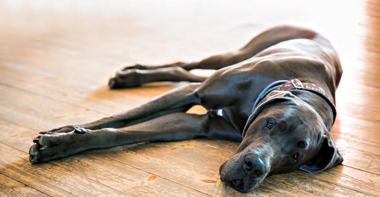 great dane hypoallergenic