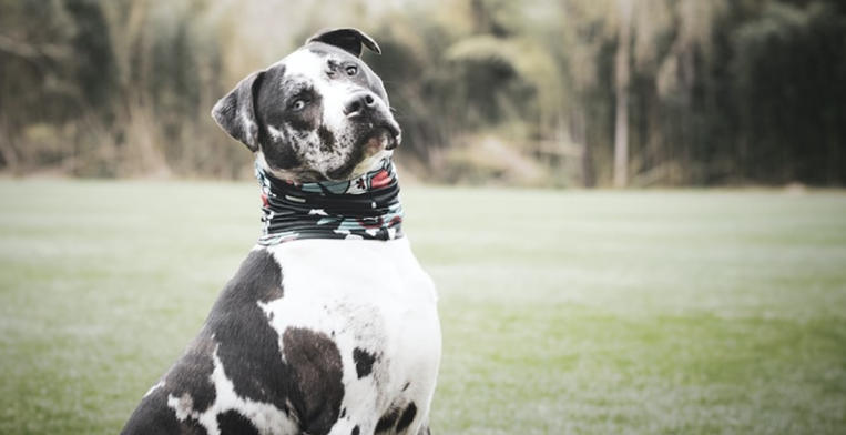 great dane pitbull