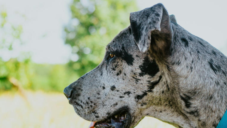 great dane merle