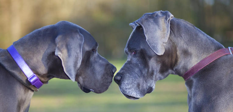 great dane male