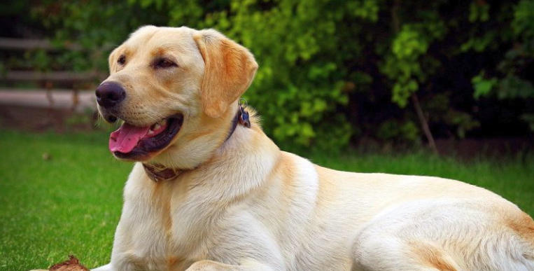 great dane labrador