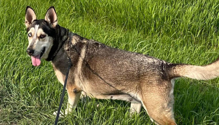 great dane husky