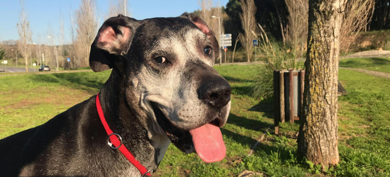 great dane petfinder