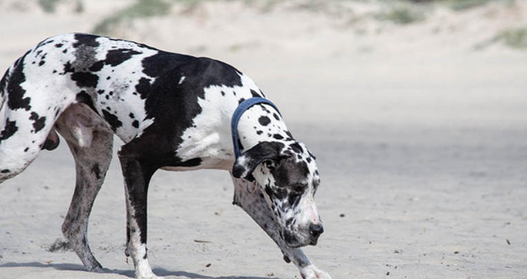 great dane with dalmatian spots