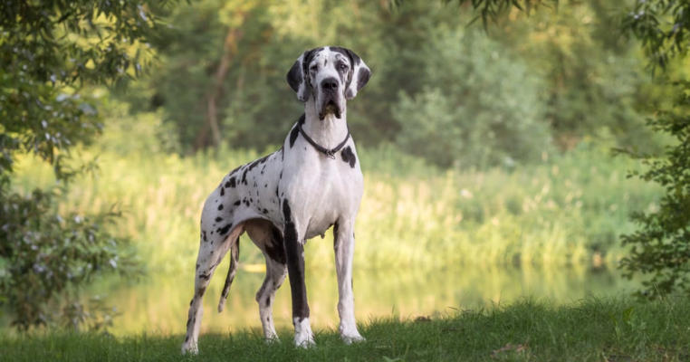 great dane white