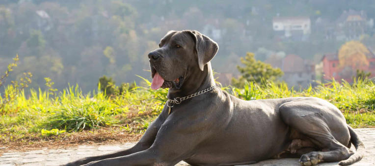 great dane purebred price