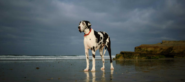 great dane online shop