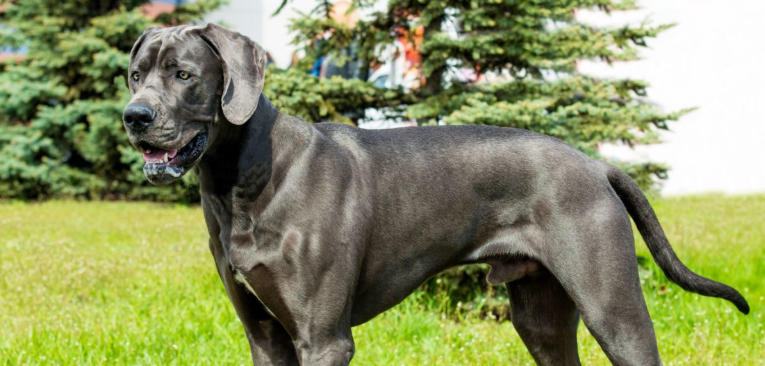 great dane working dog