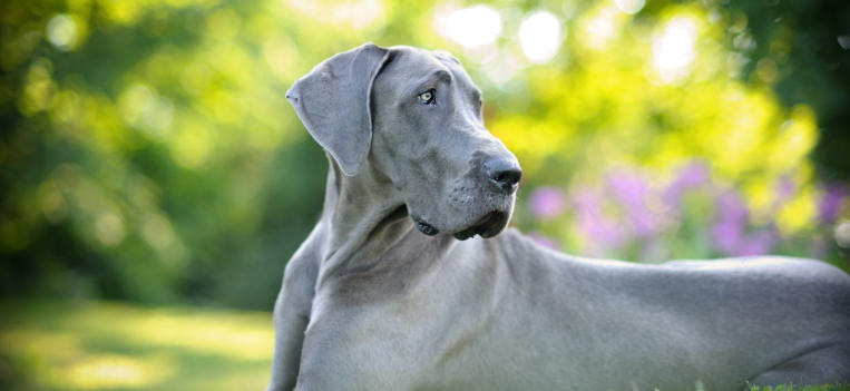 great dane with cats