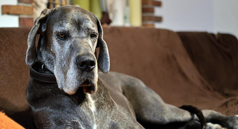 great dane whining