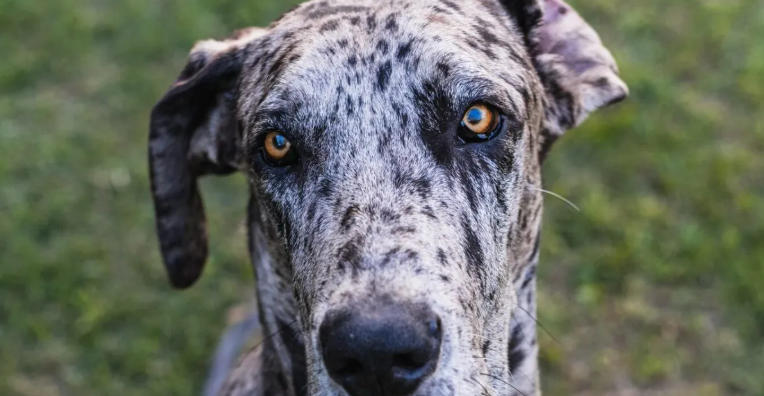 great dane puppies needing homes