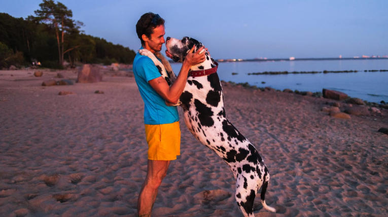 great dane with owner