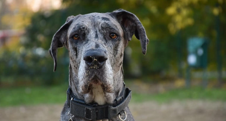great dane white with black spots