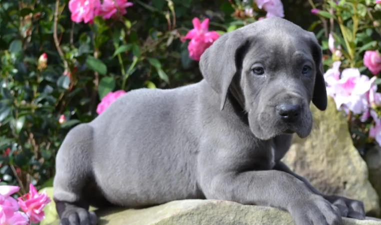 great dane studs