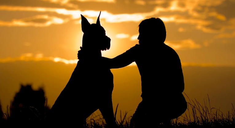 great dane with human