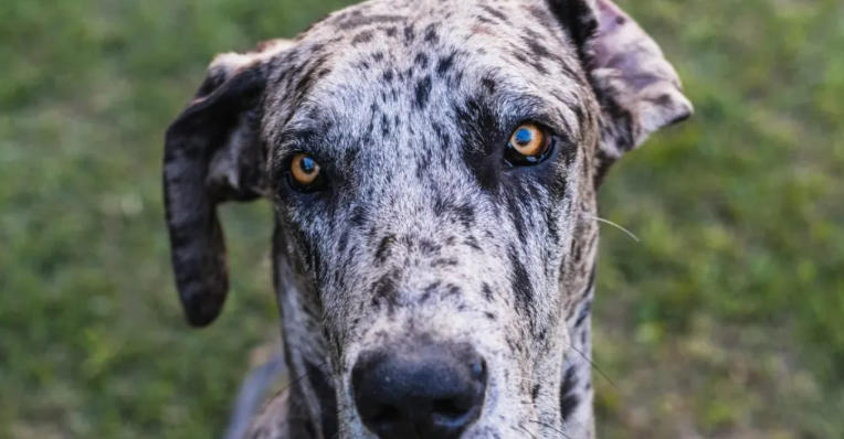 great dane hunting dog