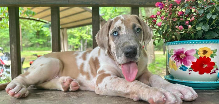 great dane harley quinn