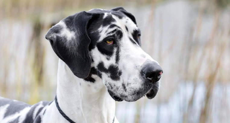 great dane spots