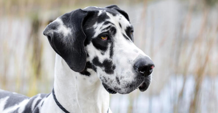 great dane horse